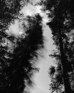 Falling Tree # 11  © David Paul Bayles