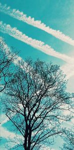 Trees 4