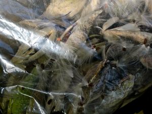 Milkweed for the Svalbard Global Seed Vault