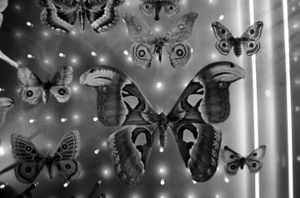 Butterflies