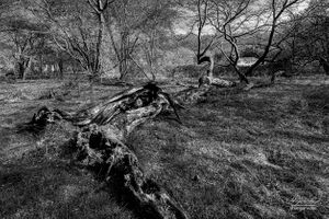 Danemead Nature Reserve | 03