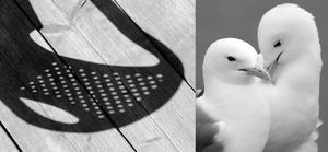 Diptych "Loneliness" and "Kittiwake love"