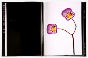 Spread 32, "Teacup Flower (Jovellana violacea)"  from the book, joSon Intimate Portraits of Nature