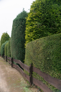 Thuja, Tree of Life 8