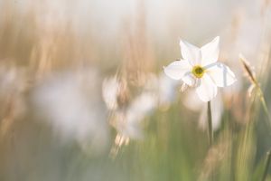 l'insostenibile leggerezza del narciso selvatico