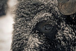American Bison