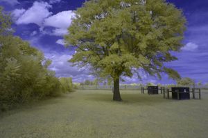 Tree of Life