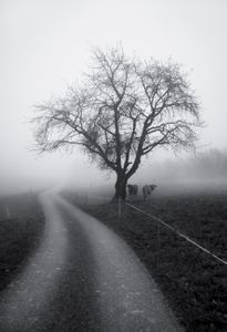 FOG IX