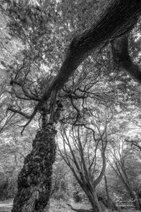 Epping Forest | 08