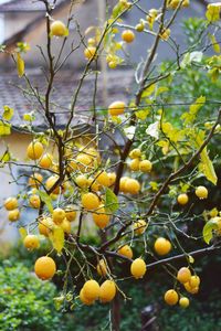 When life gives you lemons
