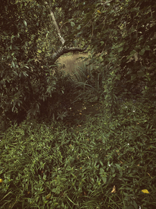 Into the marsh - 48