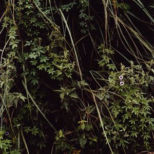From the series A Secret Garden       © Emma Livingston