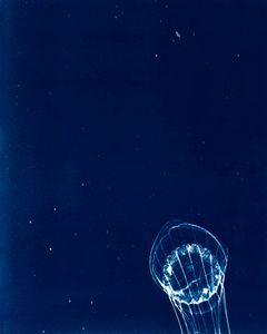 Jellyfish Specimen