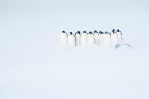 Emperor penguins rest on their way to the open sea.