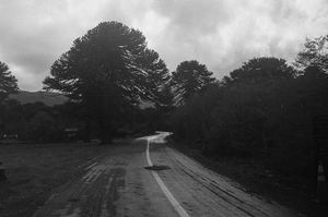 Araucaria´s road