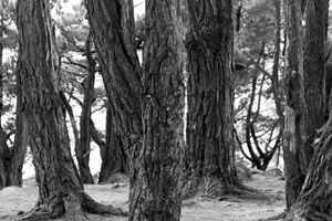 pine trunks