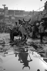 Ox cart in Chandni Chowk