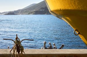 Pelicans