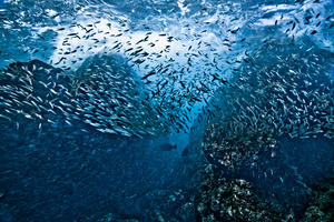 Ocean Life