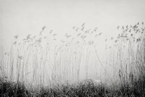 Lonely Forest