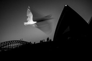 Bird and the Opera House