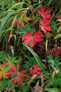 Fall Flora, Emerald Lake, Weminuche Wilderness, CO