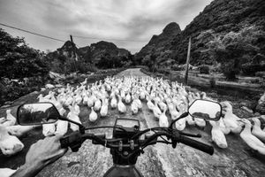 On the Road with some ducks