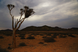 Lonely Kokerboom