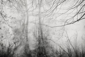 Lonely Forest