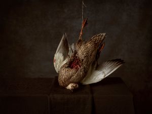 Duck on a table