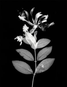 Lonicera pericymenum (Common Honeysuckle, or Woodbine) September 2017