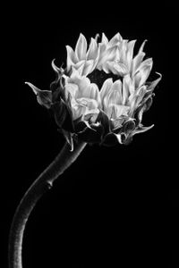 Elegant Solitude 4
