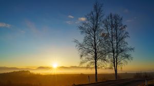 Morning mist