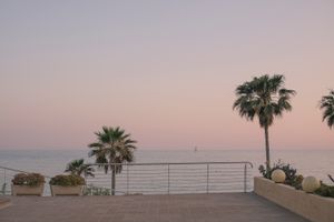 Palm trees in Calpe, Comunidad Valenciana, May 2018