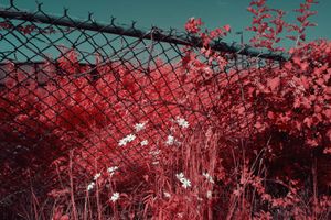 Forget Me Not