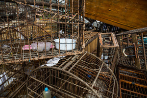 Destroying the cages