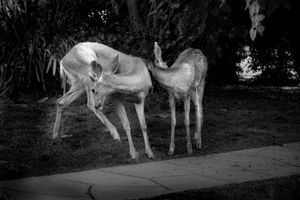 Dear Deer, Monrovia, California