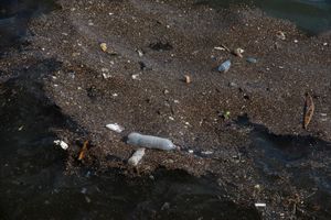 Single-use plastics, the food of the future