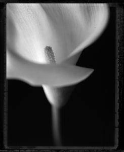 Calla lily