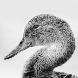 .Anas platyrhynhos