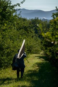 Winston Howe of Clarendon, Jamaica carries an apple ladder