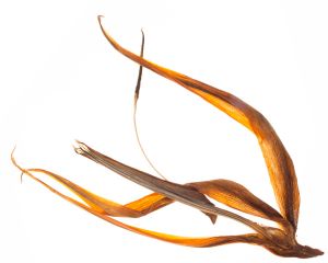 Flor 012