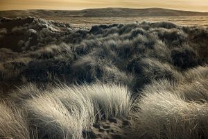Shifting Winds, Dillon Beach