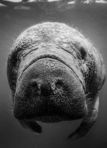Manatee Curiosity