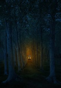 At First I Only Saw the Trees   © Ann Mitchell
