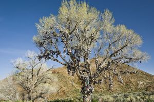 The Shoe Tree. Highway 50, NV. © David Gardner