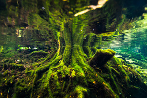 Roots at Cenote Jardines del Eden