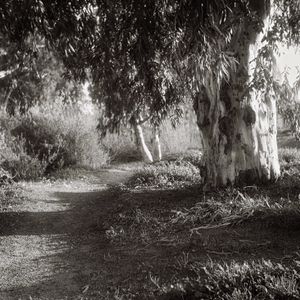 exposed with a Rolleicord II