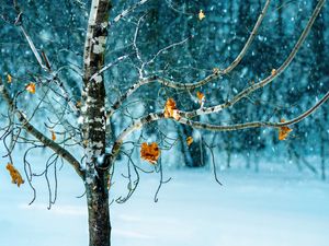 Winter Hues