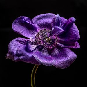 Soli. Anemone coronaria.